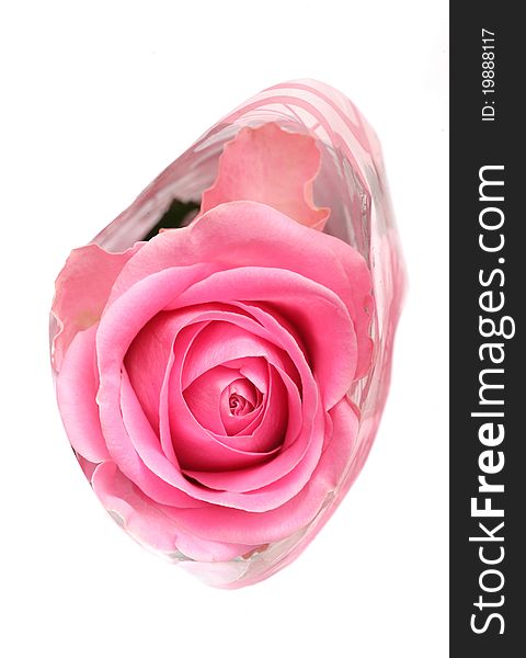 Romantic pink rose studio cutout