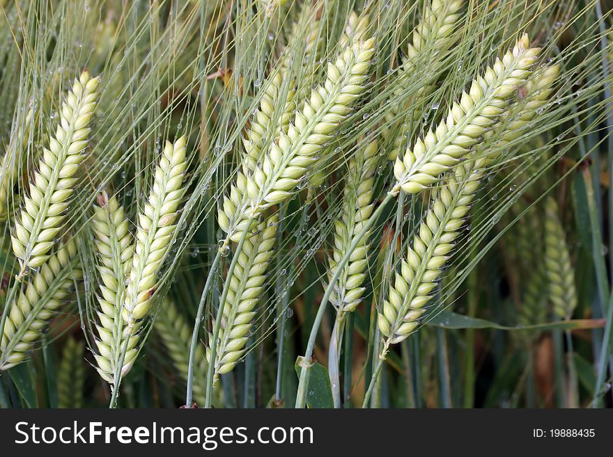 Background of Rye covered with drops. Background of Rye covered with drops