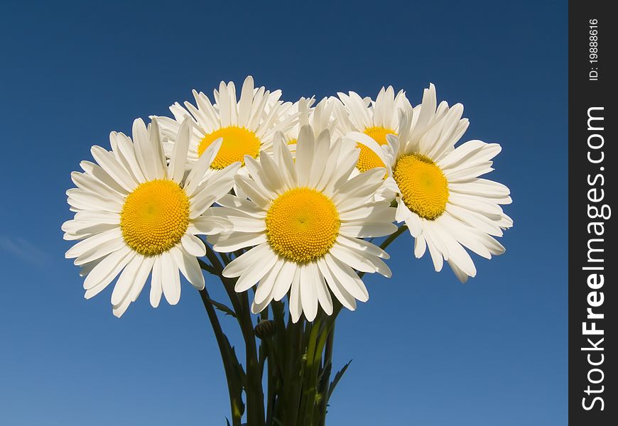Bouquet of daisies on a background of blue sky