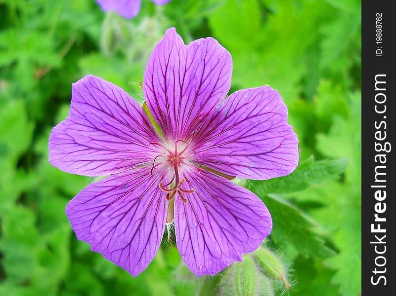 Isolate Violet Flower Macroshot