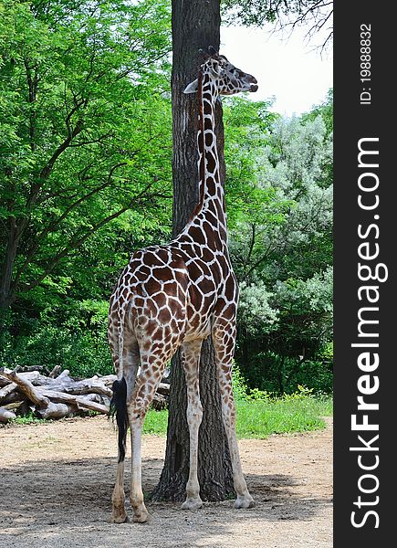 Tall giraffe and tall tree