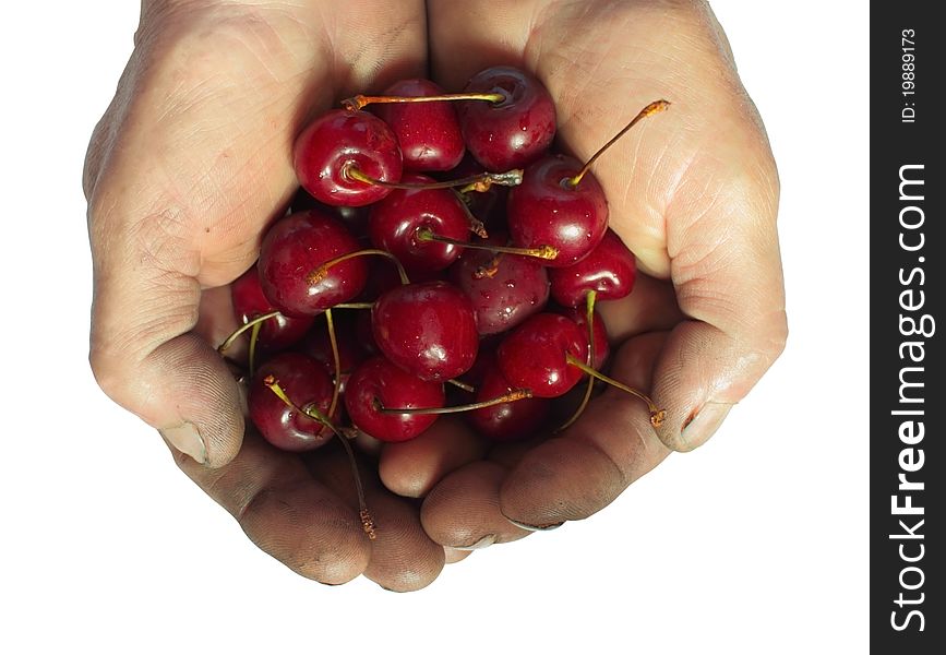 Isolated photo handful of bright cherry rough Men hands. The symbol of hard work, harvest, results. Isolated photo handful of bright cherry rough Men hands. The symbol of hard work, harvest, results