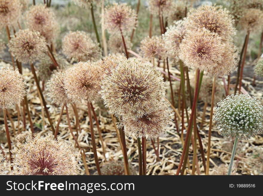 Giant Onion Flowers