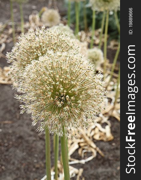 Giant Onion (Allium Giganteum) after blooming in a garden