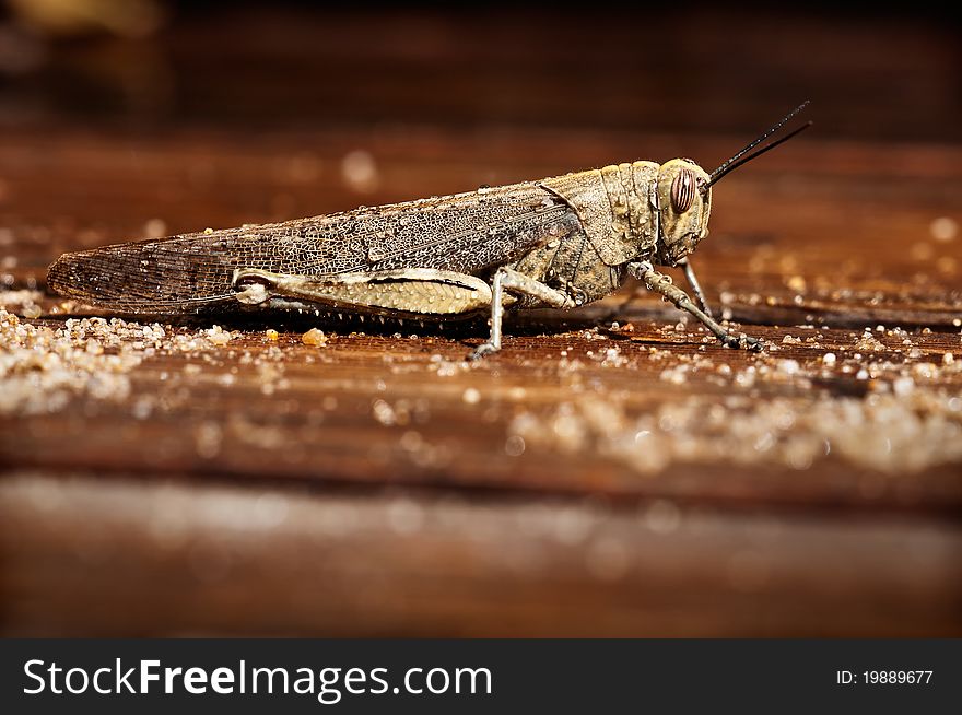 A grasshopper resting in a wet wood floor