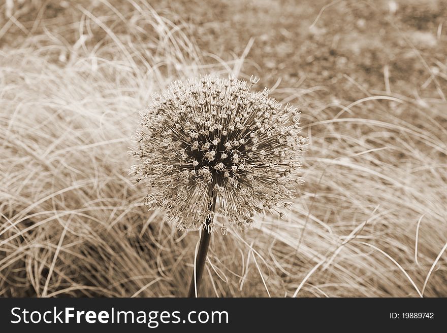 Giant Onion (Allium Giganteum) after blooming in a garden in sepia