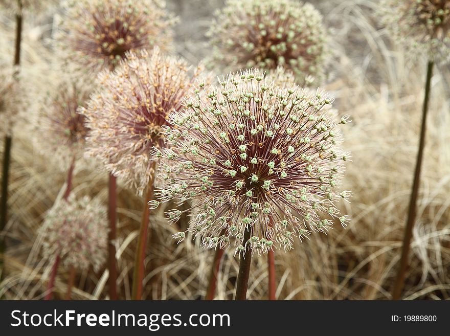 Giant Onion (Allium Giganteum) after blooming in a garden. Giant Onion (Allium Giganteum) after blooming in a garden