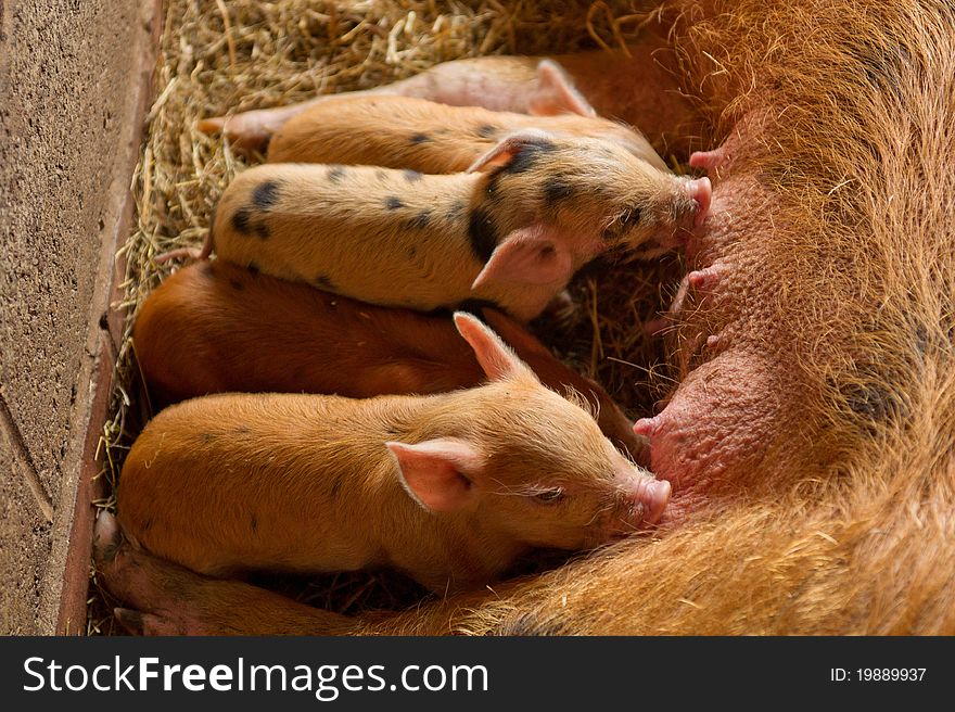 Four lovelyfarm piglets having a meal. Four lovelyfarm piglets having a meal