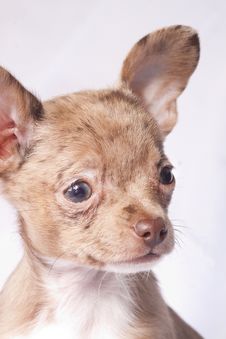 Merle Chihuahua Dog  Close-up Royalty Free Stock Photos