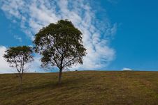 Green Tree Againt Blue Sky Royalty Free Stock Photos Green Tree Againt Blue Sky Royalty Free Stock Photos
