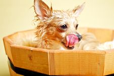 Chihuahua Stock Images