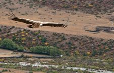 Vultures Royalty Free Stock Photo Vultures Royalty Free Stock Photo