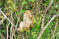 Monkey At Khao Yai National Park, Thailand Royalty Free Stock Image Monkey At Khao Yai National Park, Thailand Royalty Free Stock Image