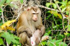 Monkey At Khao Yai National Park Stock Photography Monkey At Khao Yai National Park Stock Photography