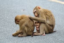 Monkey At Khao Yai National Park Royalty Free Stock Images