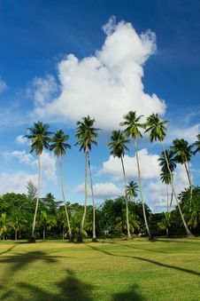 Coconut Palm Tree Field Royalty Free Stock Images