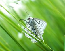 The Black-veined Moth Sitting In Grass Royalty Free Stock Photos The Black-veined Moth Sitting In Grass Royalty Free Stock Photos
