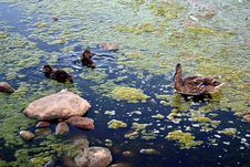 Marsh Ducks Royalty Free Stock Photography
