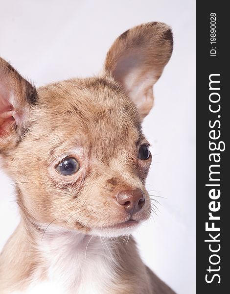 Merle Chihuahua Dog  Close-up