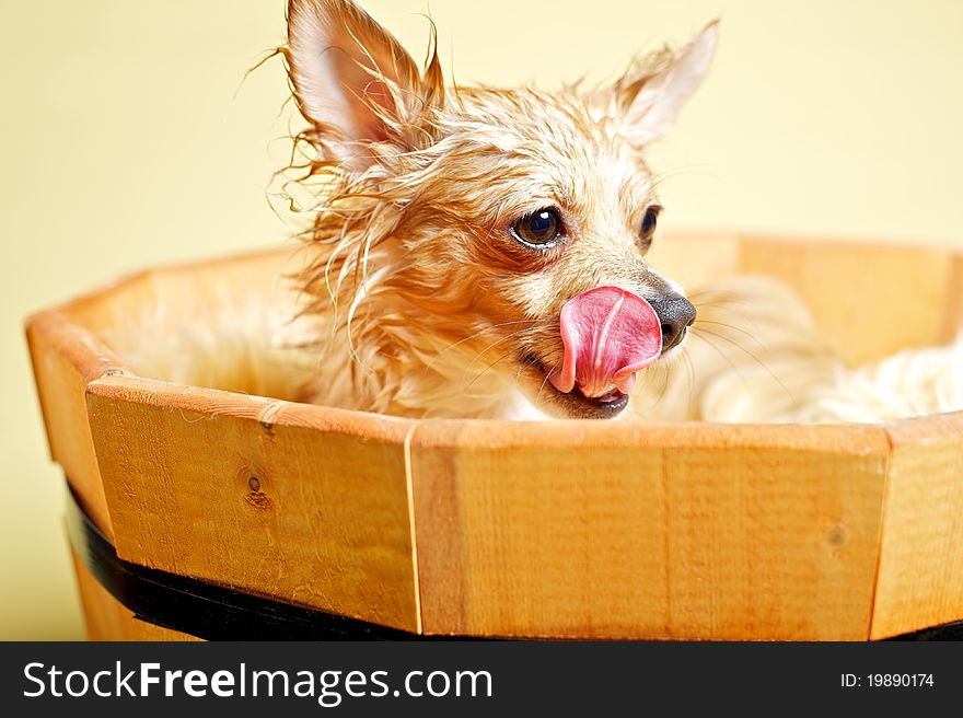 Cute chihuahua licking her face in the bucket
