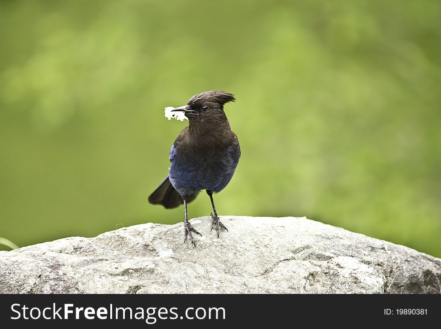 Picture of a Steller's Jay found feeding on Vancouver Island. Picture of a Steller's Jay found feeding on Vancouver Island