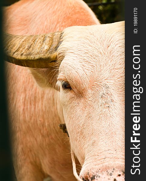 An albino water buffalo close-up in the zoo ,Thailand