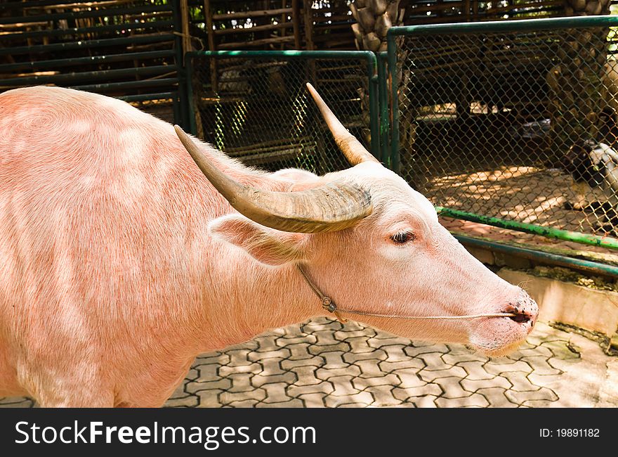 An albino water buffalo  in the zoo ,Thailand