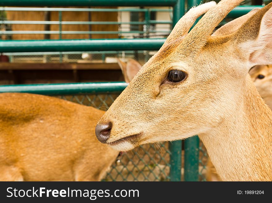 Deer head close-up at the zoo.