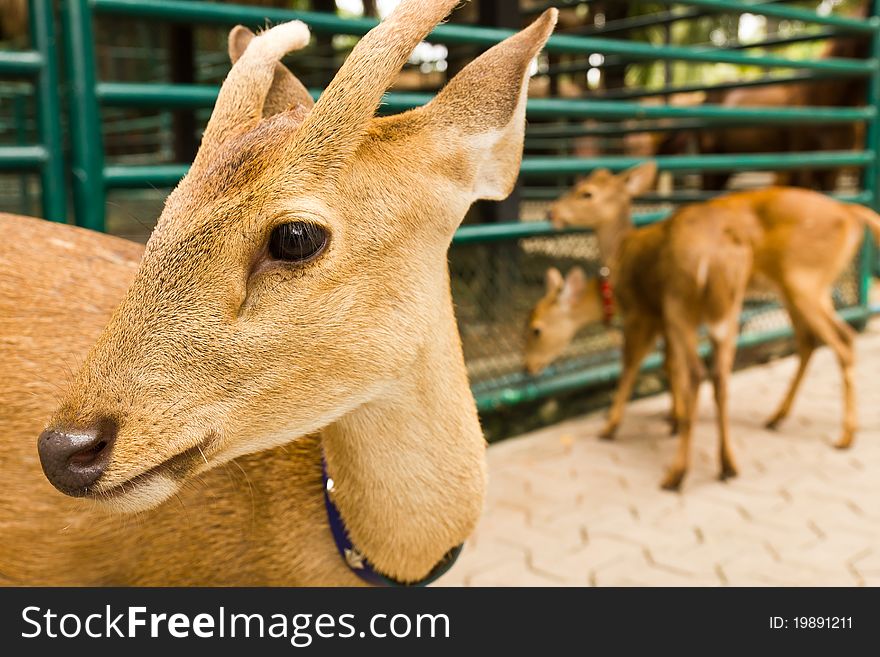 Deer head close-up at the zoo. Deer head close-up at the zoo.