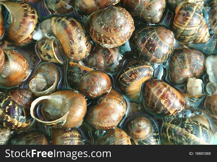 Oodles of snail shells piled in water. Oodles of snail shells piled in water.