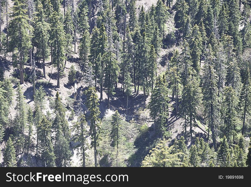 Mountain Range With Trees