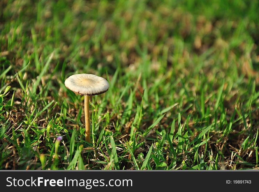 Mushroom on green grass for image & background