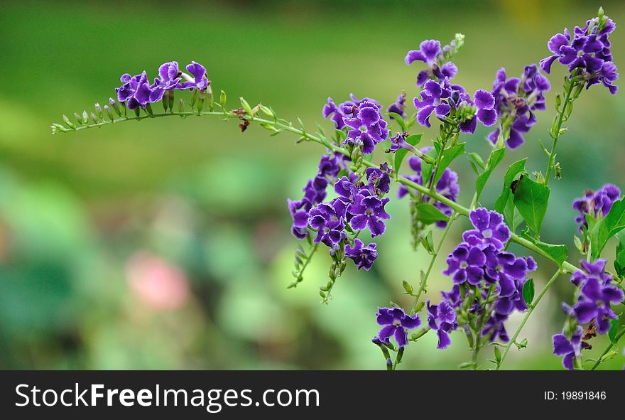 Violet flower on green for background & image