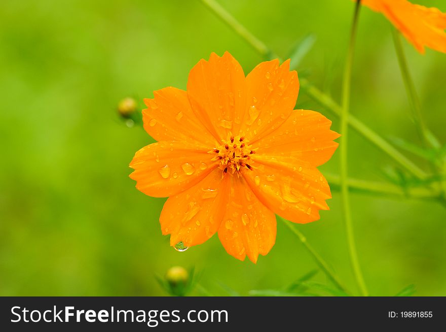 Image of yellow cosmos flower