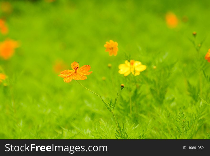 Yellow cosmos flower, used to background