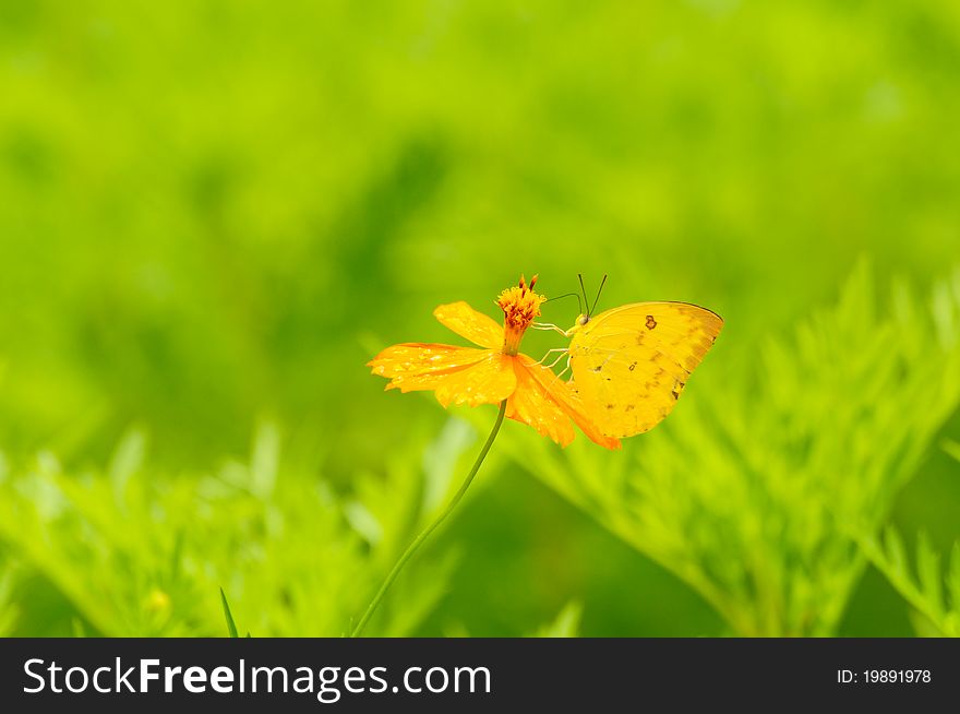 Image of butterfly on yellow flower