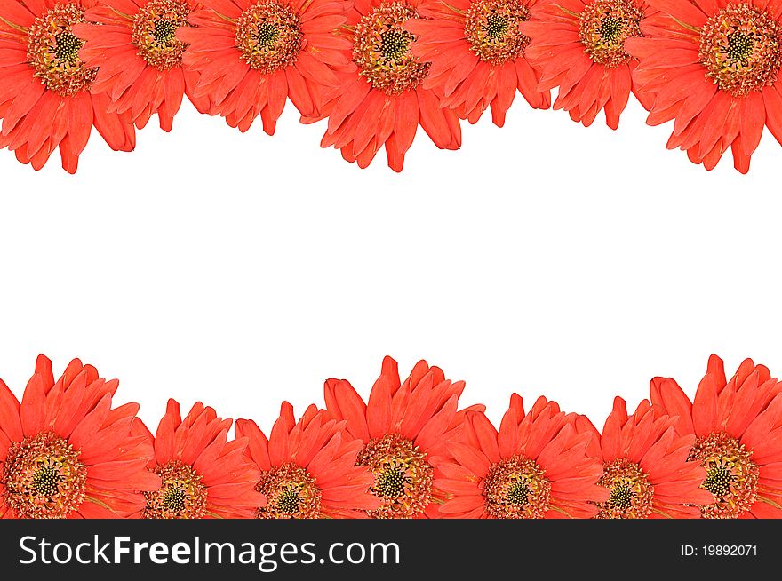 Beautiful Red Gerber on white background