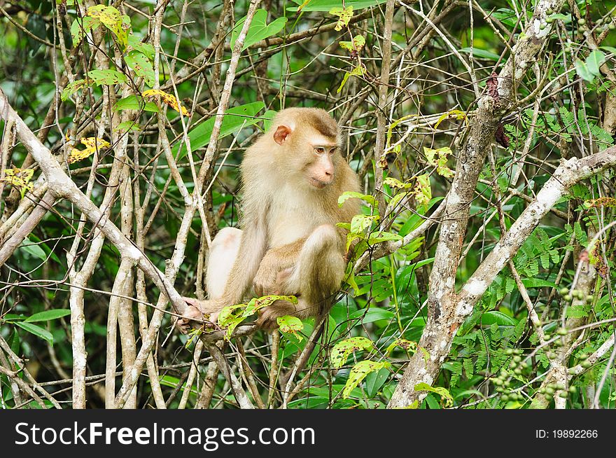 Monkey at Khao Yai National Park, Thailand