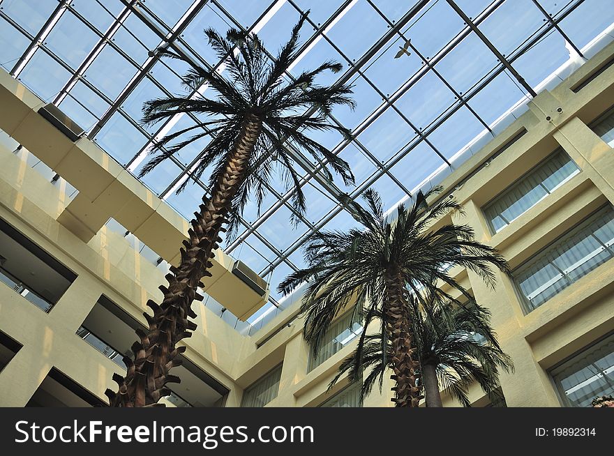 Hotel lobby Coconut tree