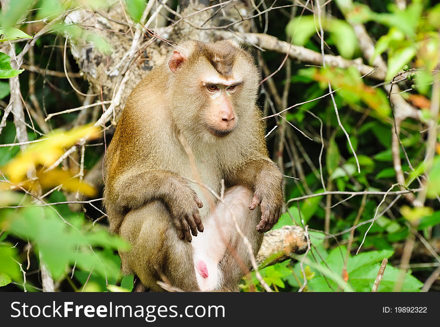 Monkey At Khao Yai National Park