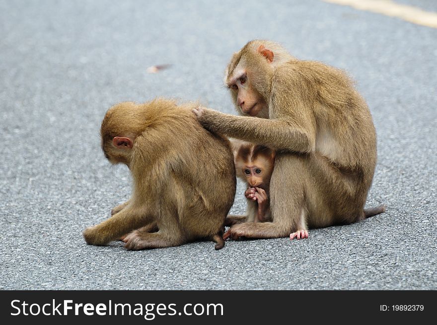 Family of Monkey at Khao Yai National Park, Thailand