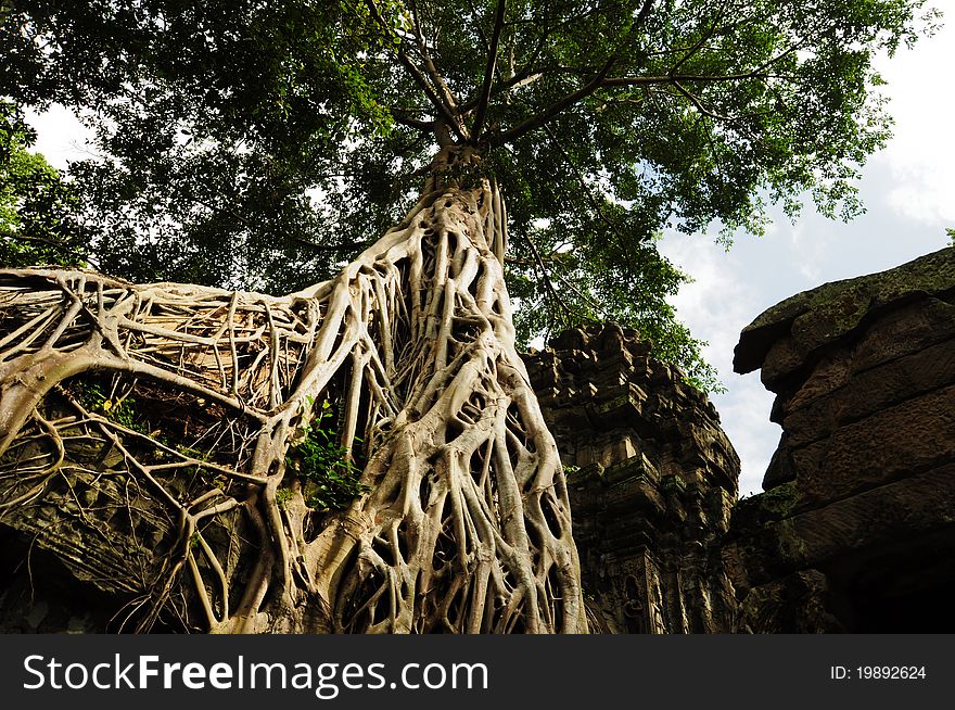 Tree root sit on a ruin ancient building at Angkor Wat, Cambodia