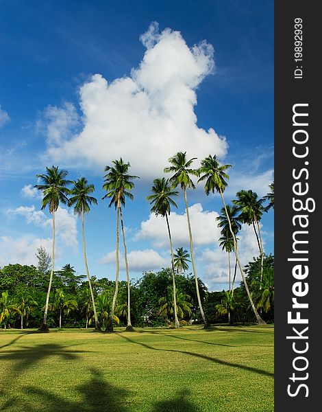 Field with tall coconut palm trees on a beautiful background of blue sky. Field with tall coconut palm trees on a beautiful background of blue sky.