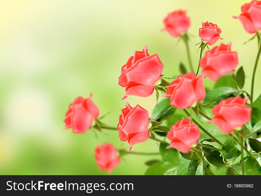 Flowers red rose much with green leaf on green background