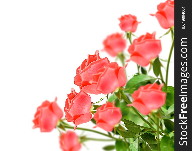 Background from red rose on white isolated