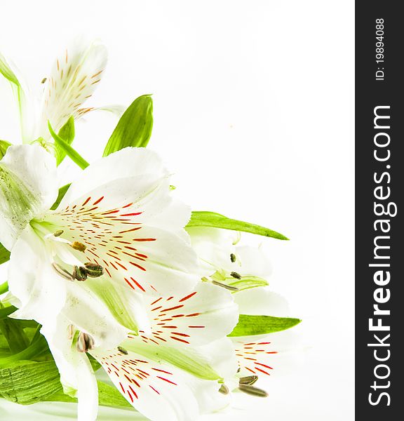 White flowers lily with green leaf on white background