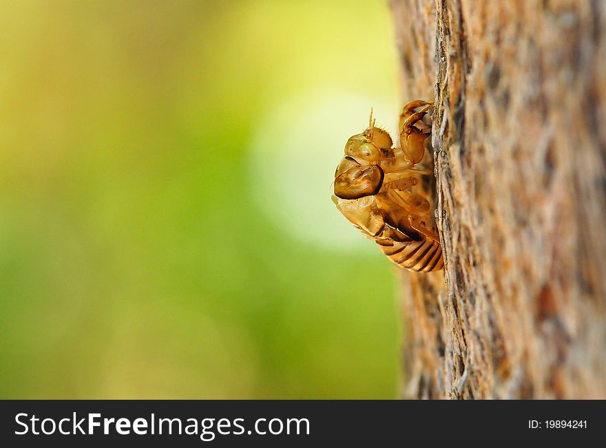 The remnant of the transformation of last stage of juvenile to become adult cicada. The remnant of the transformation of last stage of juvenile to become adult cicada