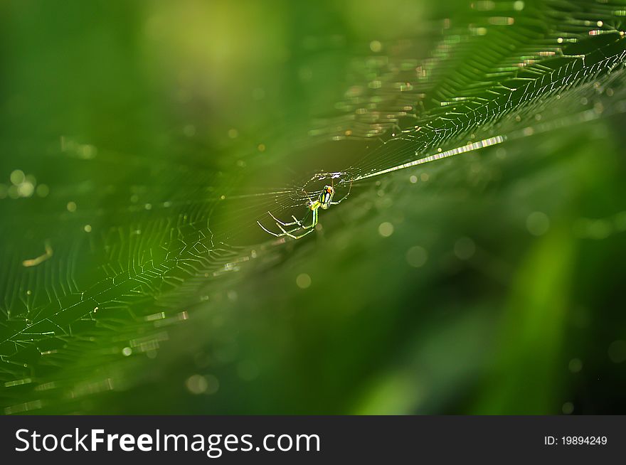 A Macro shot of Golden silk orb-weaver spider (banana spider) (Nephila spp.) at Washington Oaks State Park, Florida. A Macro shot of Golden silk orb-weaver spider (banana spider) (Nephila spp.) at Washington Oaks State Park, Florida