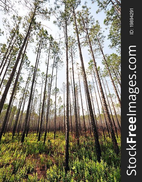 Stand of Pine Forest in Florida