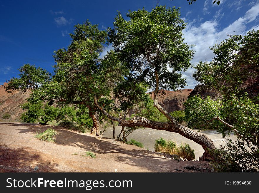 Trees in a Green Field